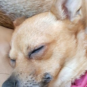 Meet your Posher, Donna